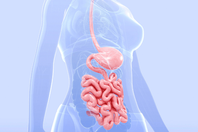 Illustration of the digestive system